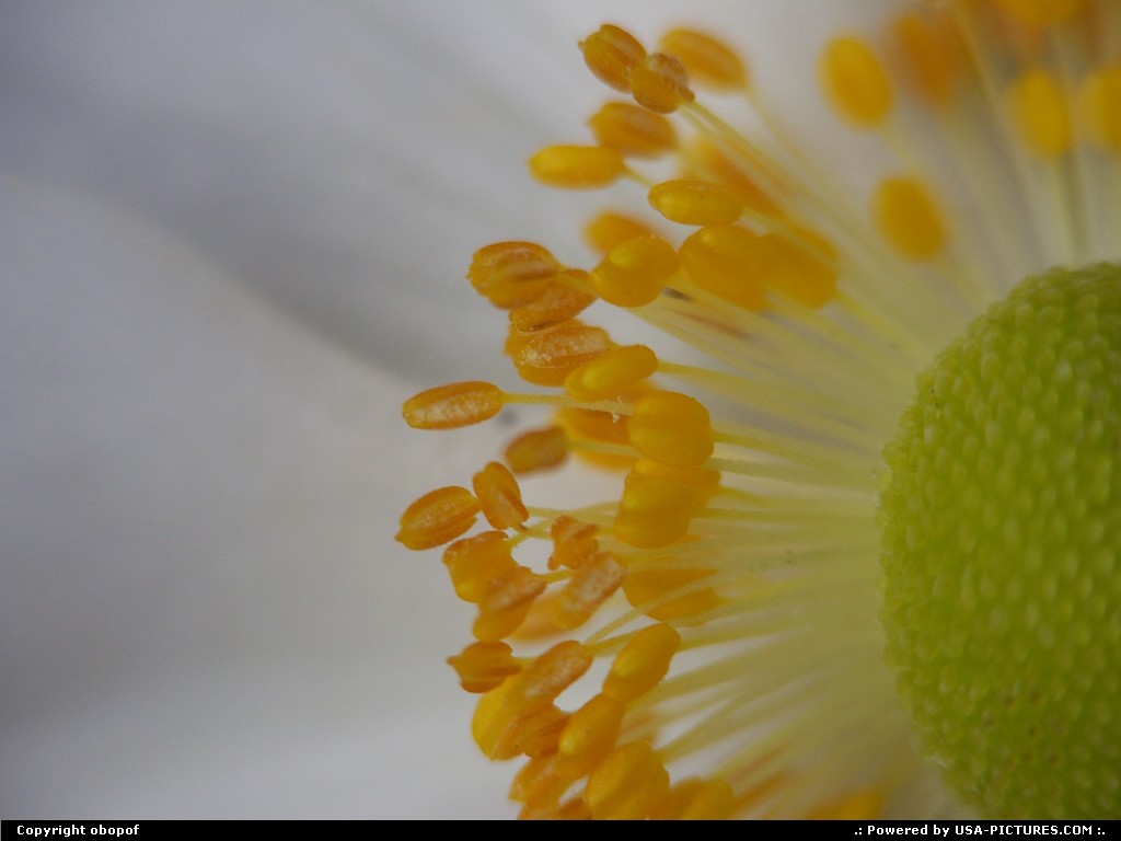 Picture by obopof: Lincoln Nebraska   Macro, flower