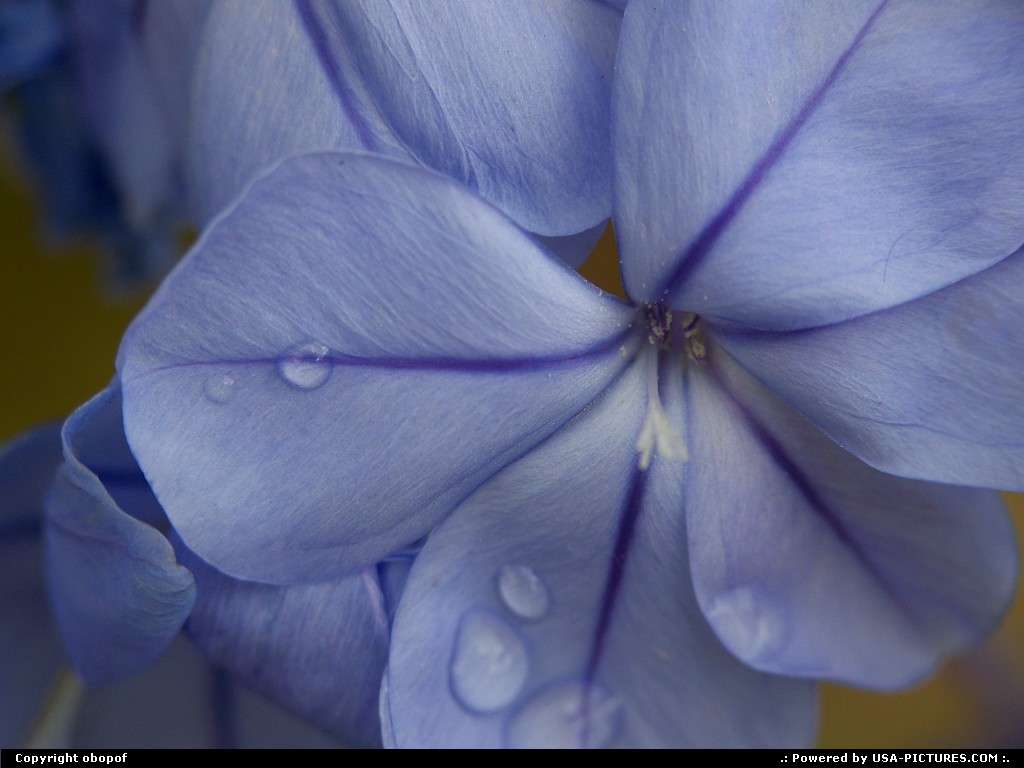 Picture by obopof: Lincoln Nebraska   Macro, flower, blue