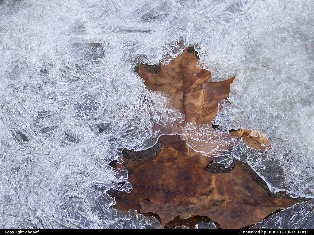 Picture by obopof: Omaha Nebraska   Ice, leaves