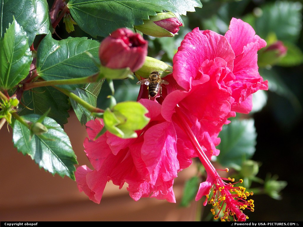 Picture by obopof: Omaha Nebraska   Hibiscus, bee, flower
