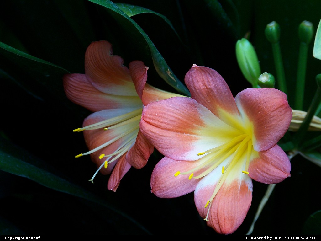 Picture by obopof: Omaha Nebraska   Flower, lily