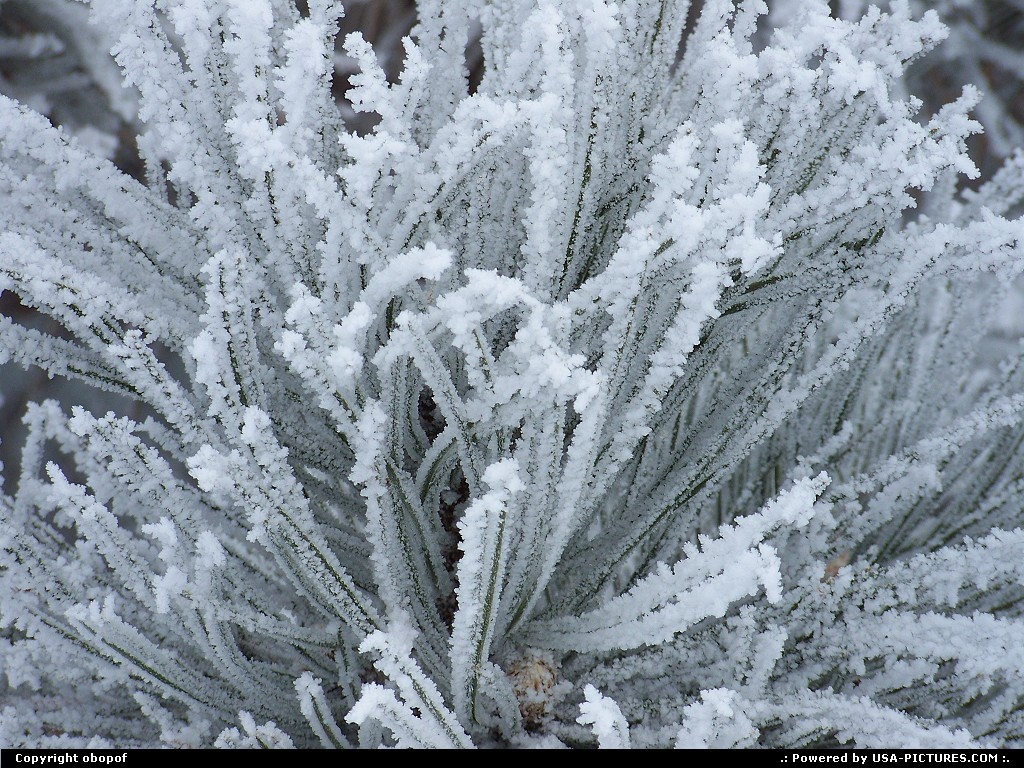 Picture by obopof: Omaha Nebraska   Frost, pine, needles