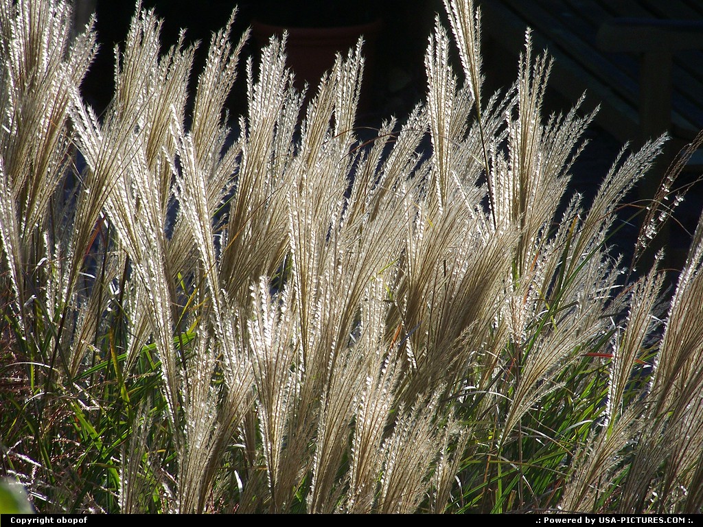 Picture by obopof: Omaha Nebraska   Grass
