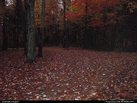 Not in a city : Fall season, forest in new hampsire