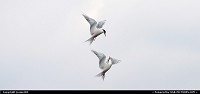 Two Arctic Terns are seen in the middle of an act of courtship. During the mating season, a female tern will chase a male to higher altitudes then slowly descend.