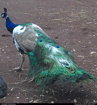 Photo by MelodyJaske | Woodbridge  peacock