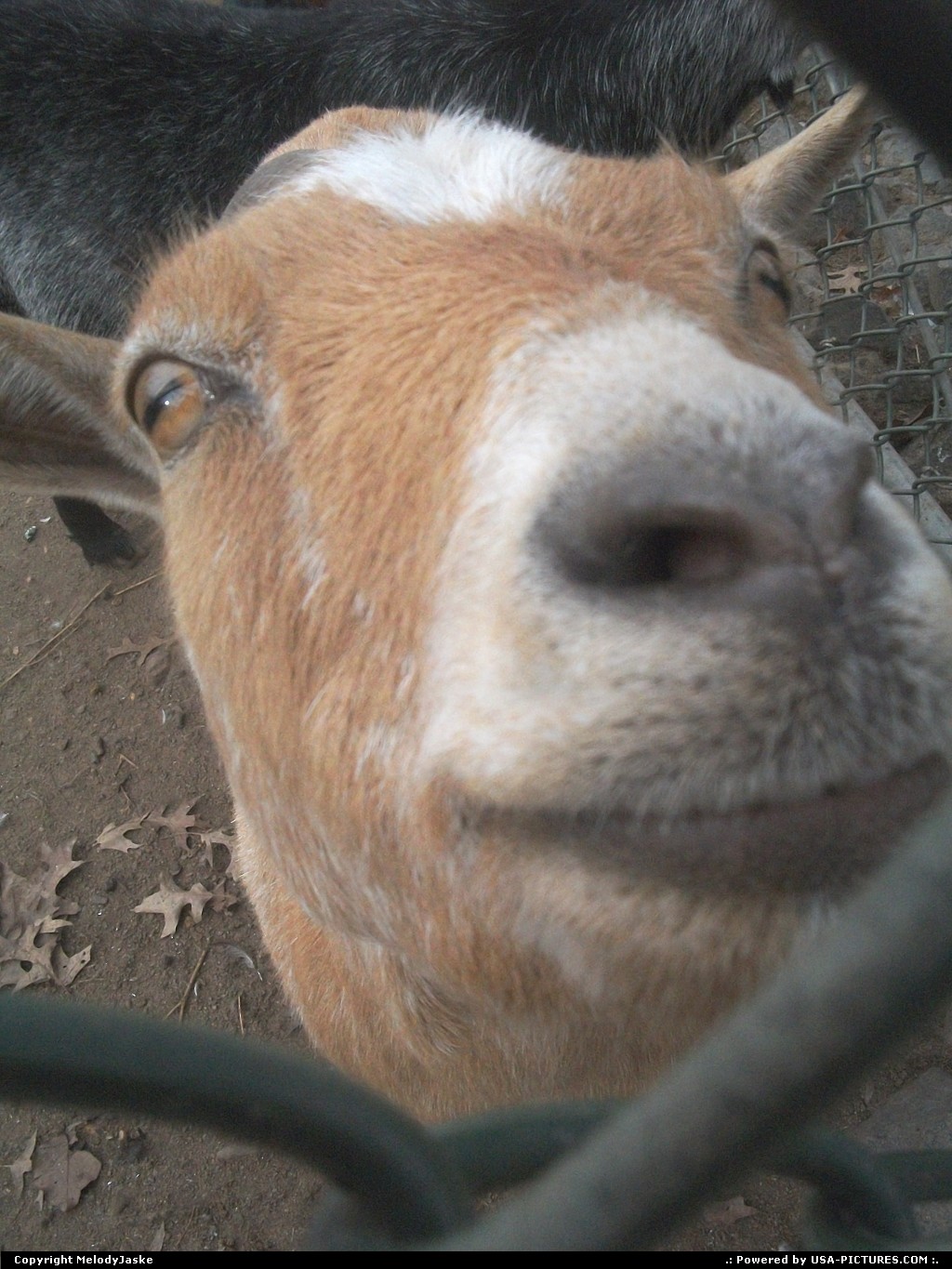 Picture by MelodyJaske: Woodbridge New-Jersey   goat