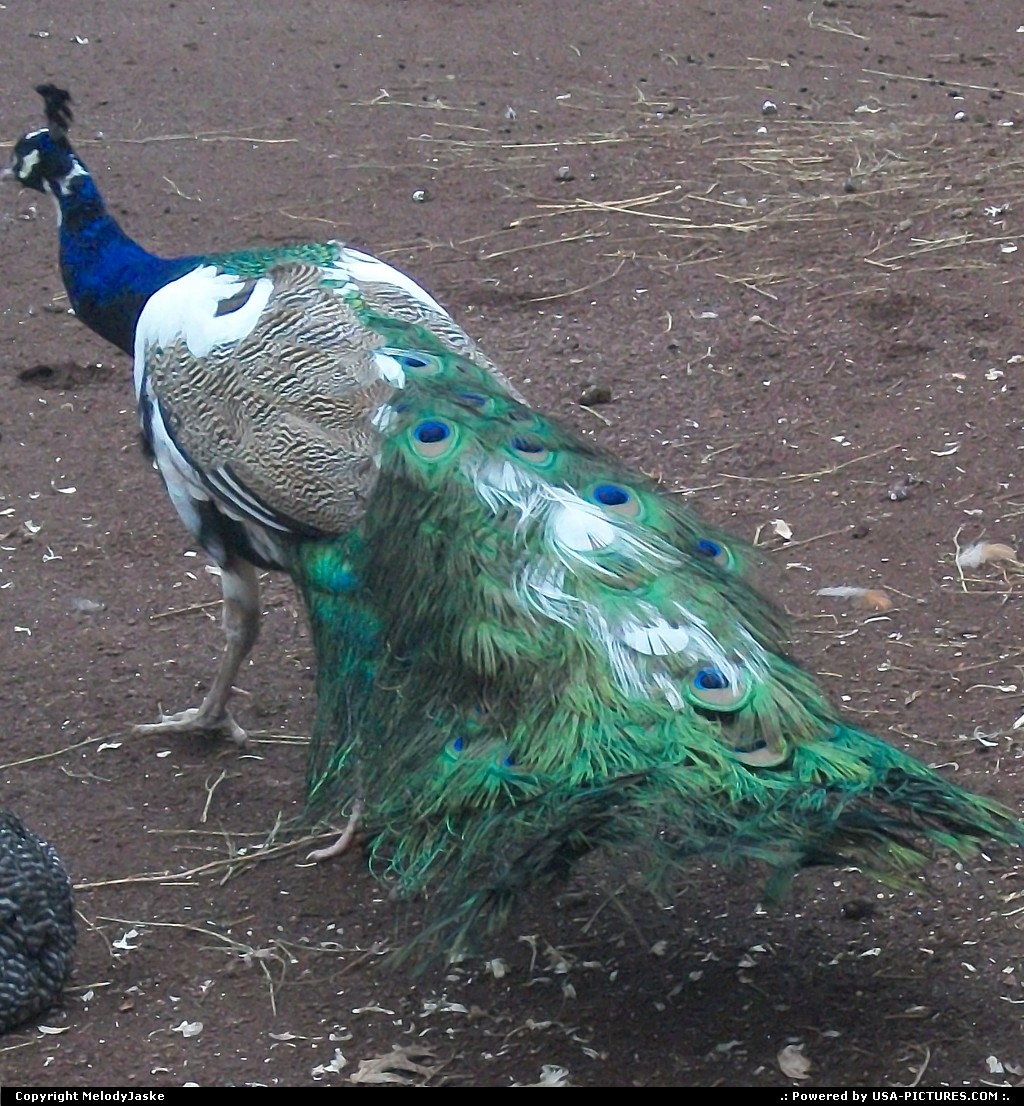 Picture by MelodyJaske: Woodbridge New-Jersey   peacock