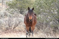 New-mexico, sympathic horse on the side of the road 264