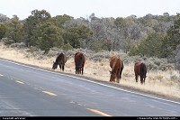Une rencontre inattendue sur la route 264 vers l'Arizona. Ces chevaux en liberté n'étaient absolument pas dérangés par la voiture !