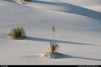 New-mexico, White Sands