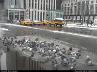 New York : Pigeons having a salty lunch in front of Central Park. The famous Apple Store (glass cube) in the background, on the 5th Avenue