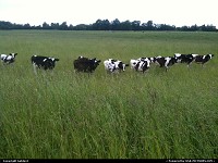 Cows in the open field. 