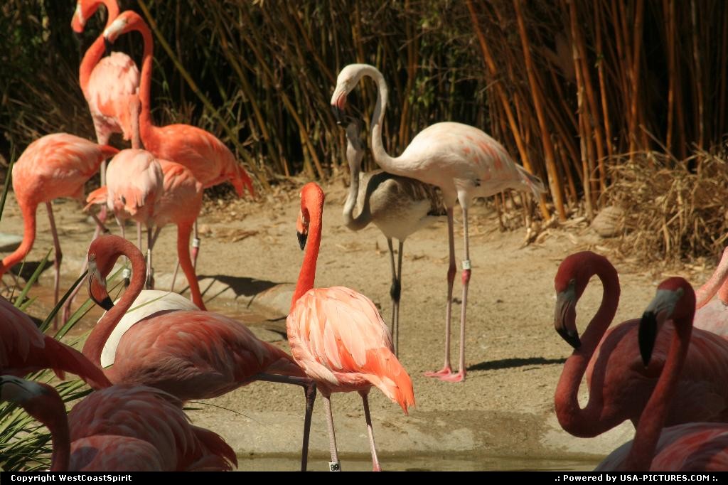 Picture by WestCoastSpirit: New York New-york   zoo, san diego, flamingo
