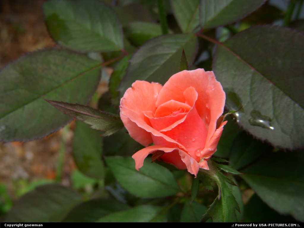 Picture by gnewman: West Portsmouth Ohio   rose, flower, nature