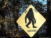 Don't believe in BigFoot??? He crossed the road right here near Honobia, OK, the BigFoot Capital of Oklahoma.