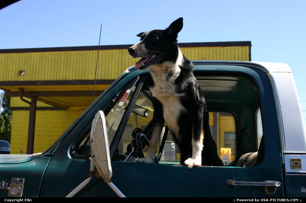 Picture by elki: Coos Bay Oregon   dog