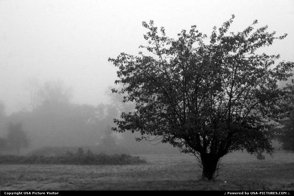 Picture by RhondaRogalski: Grants Pass Oregon   mist, fog, apple, tree, silence, alone, quiet, tranquil