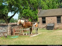 Photo by Bernie | Charleston  plantation, horse