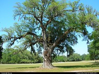 Photo by Bernie | Charleston  plantation, tree