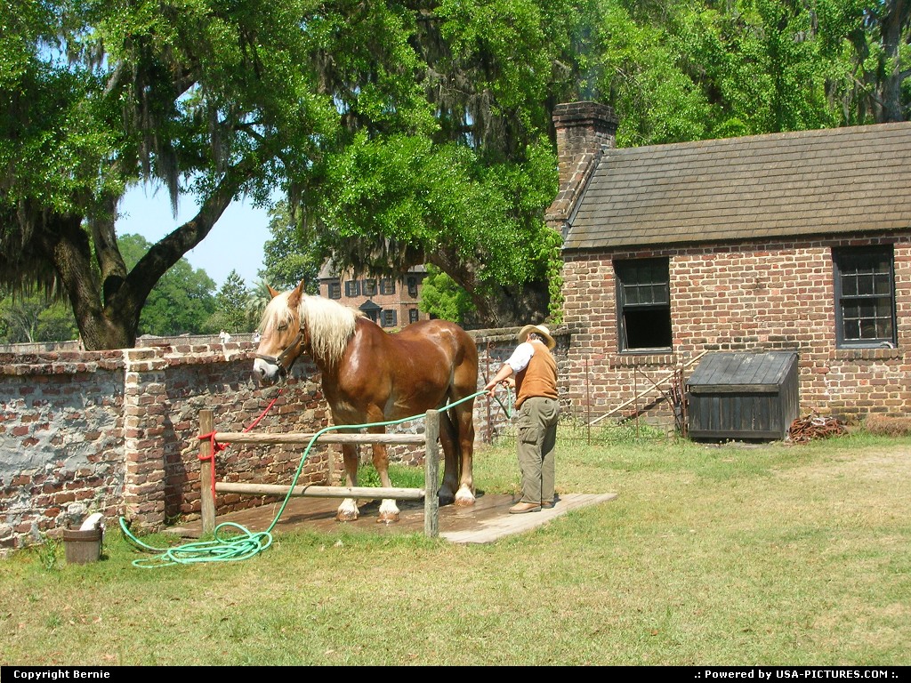 Picture by Bernie: Charleston South-carolina   plantation, horse