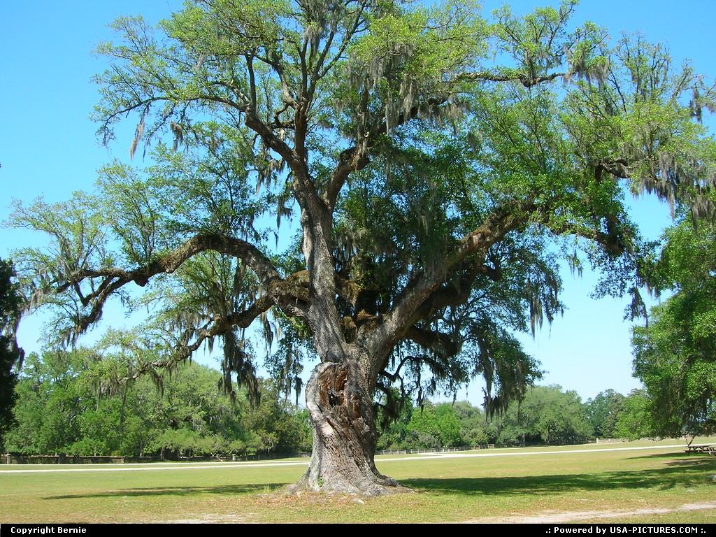 Picture by Bernie: Charleston South-carolina   plantation, tree