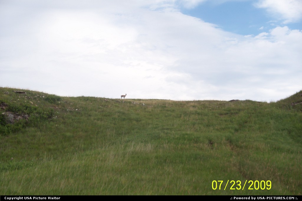 Picture by mrsbeenk: Custer South-dakota   Deer