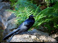 Photo by LoneStarMike | Austin  crow, park, garden