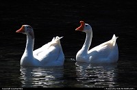 Swans on Barton Creek