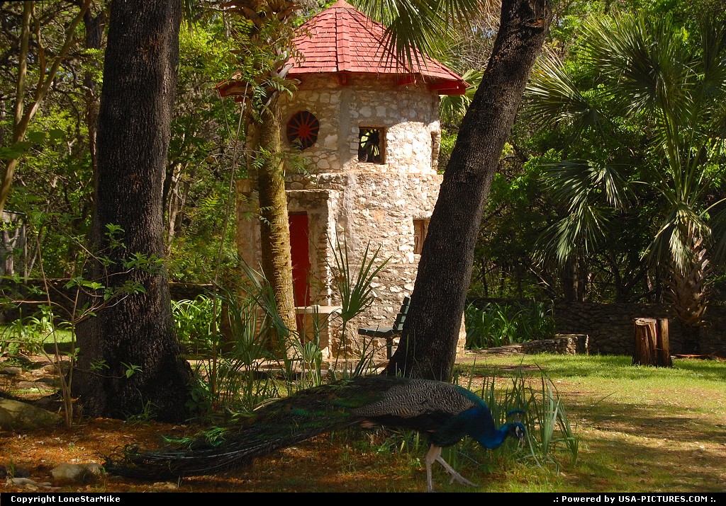 Picture by LoneStarMike: Austin Texas   park, peacock, pavilion