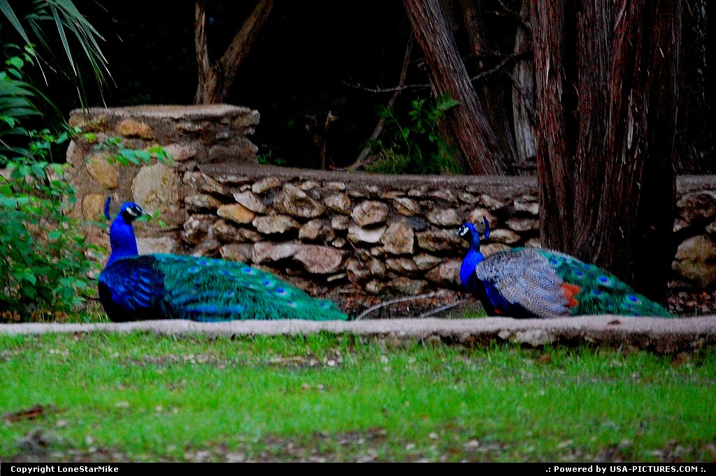 Picture by LoneStarMike: Austin Texas   peacock, park, garden,