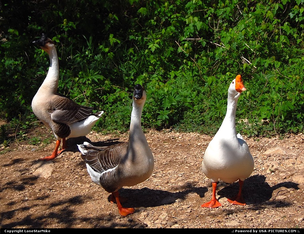 Picture by LoneStarMike: Austin Texas   ducks, park, trail