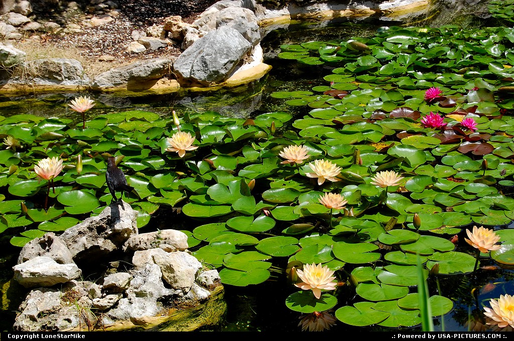 Picture by LoneStarMike: Austin Texas   park, garden, pond
