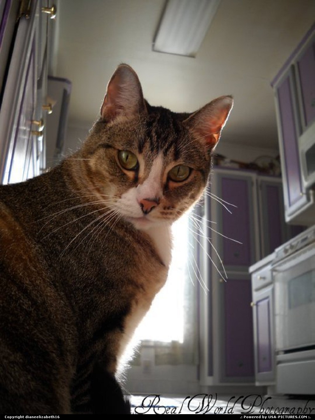 Picture by dianeelizabeth16: Cleburne Texas   cat, kitchen