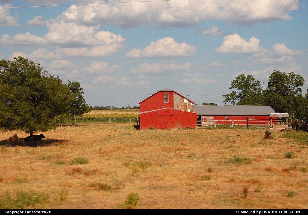 Picture by LoneStarMike: Not in a City Texas   rural, farm, barn, cow