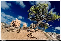 Bryce Canyon : The running tree