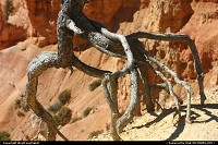 Bryce Canyon : Out of the soil roots of this starving tree within the canyon. Erosion is all about Bryce... 