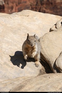 Meeting the wildlife at Zion National Park.