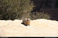 Zion national park: Meeting the wildlife at Zion National Park.
