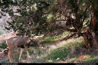 Photo by WestCoastSpirit |  Zion deer, wildlife