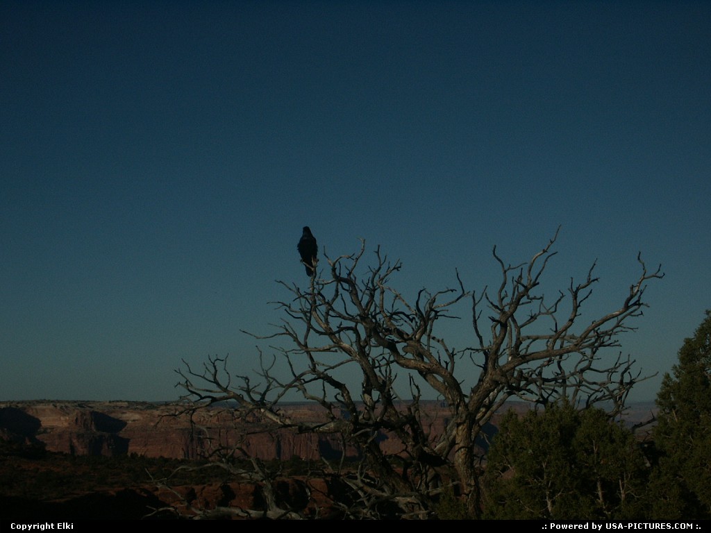 Picture by elki:  Utah Canyonlands  corbeau, desert