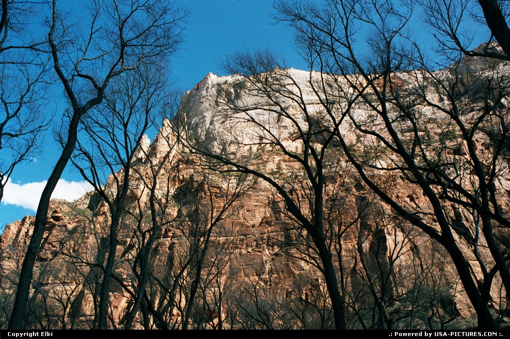Picture by elki:  Utah Zion  tree, rock