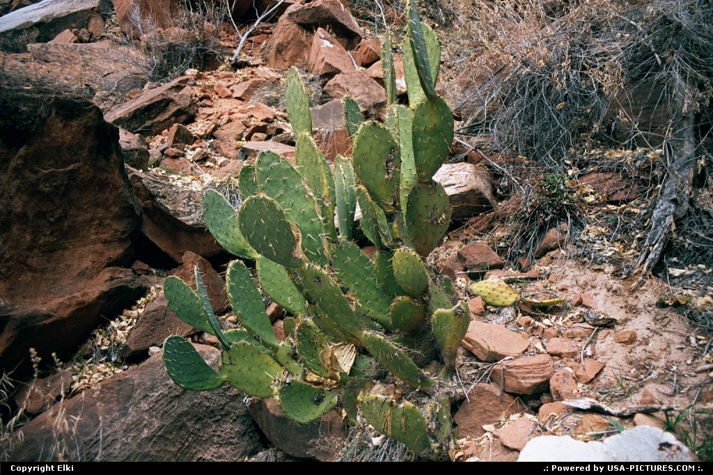 Picture by elki:  Utah Zion  cactus