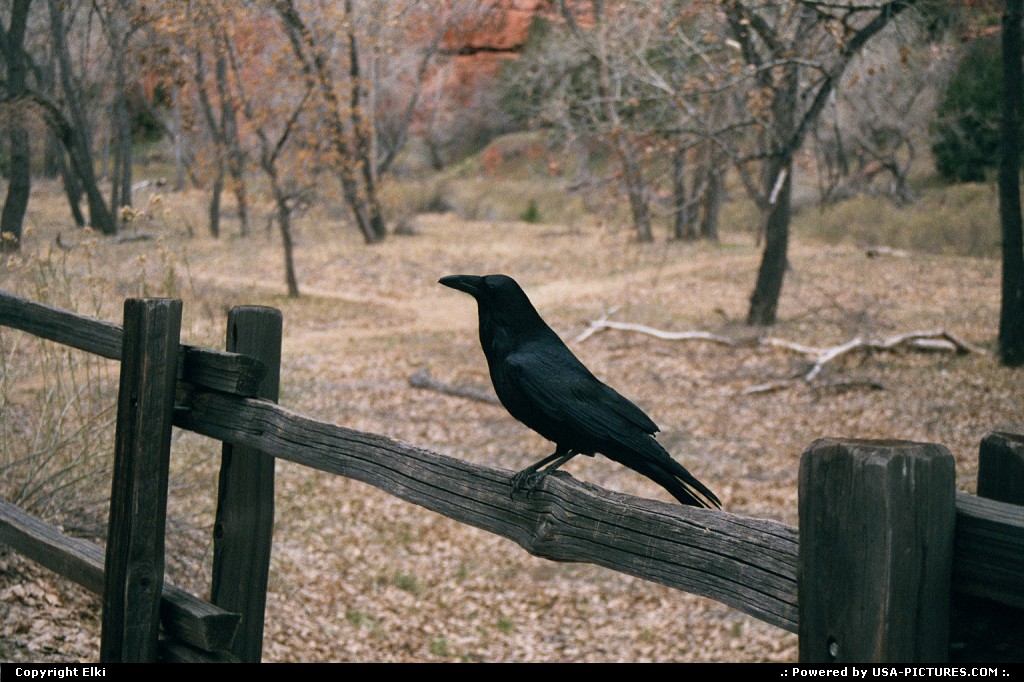 Picture by elki:  Utah Zion  raven, wilderness