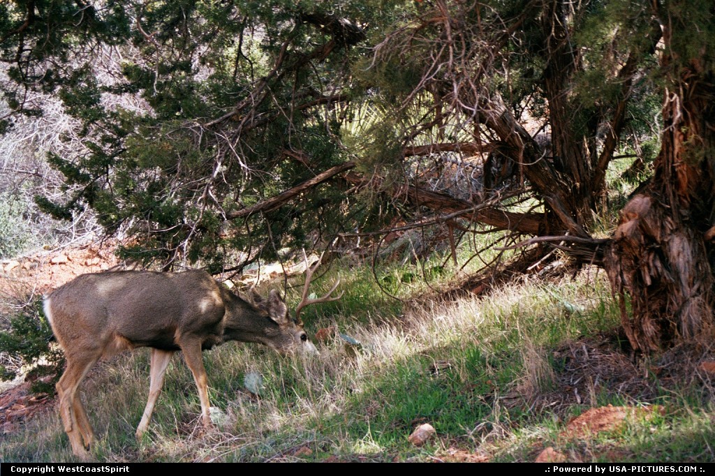Picture by WestCoastSpirit:  Utah Zion  deer, wildlife