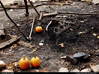 Firepit and pumpkins, Powhatan Indian Village, Jamestown Settlement, Jamestown, Virginia.