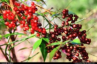 Virginia, red berries