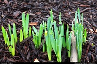 Newport News : Daffodils and waterdrops