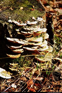 Photo by Philde04 | Newport  mushrooms, tree stump