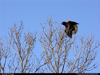Photo by McMaggie | Williamsburg  bird, Colonial Parkway, Williamsburg, Virginia, spring, James River, College Creek